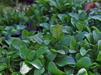 Pennyroyal Essential Oil